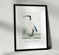 Robert Jacob Gordon - Threskiornis aethiopicus African sacred ibis (1778)