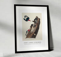 John James Audubon - Red-headed Woodpecker from Birds of America (1827)