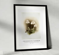 Frederick Sander - Cypripedium niveum from Reichenbachia Orchids-1847-1920