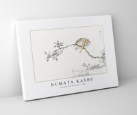 Numata Kashu - Japanese Pied Kingfisher illustration from Pictorial Monograph of Birds (1885)