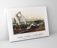 John James Audubon - Tell-tale Godwit or Snipe from Birds of America (1827)