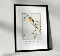 Numata Kashu - Japanese Meadow Bunting and Golden Ball illustration from Pictorial Monograph of Birds (1885)