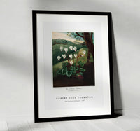 Robert John Thornton - The Persian Cyclamen from The Temple of Flora (1807)