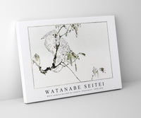 Watanabe Seitei - White cockatoo perched on a branch. Illustration 1890-1891