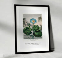 Robert John Thornton - The Blue Egyptian Water-Lily from The Temple of Flora (1807)