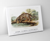 John James Audubon - Ocelot or Leopard-Cat (Felis pardalis) from the viviparous quadrupeds of North America (1845)