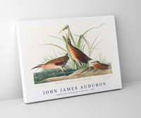 John James Audubon - Virginia Rail from Birds of America (1827)