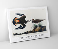 John James Audubon - Kildeer Plover from Birds of America (1827)