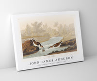 John James Audubon - Little Sandpiper from Birds of America (1827)