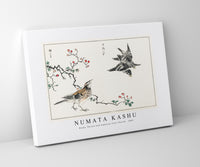 Numata Kashu - Dosky Thrush and Japanese Grey Thrush illustration from Pictorial Monograph of Birds (1885)