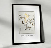 Numata Kashu - Canary and Peach illustration from Pictorial Monograph of Birds (1885)