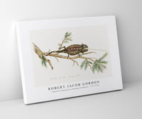 Robert Jacob Gordon - Chamaeleo namaquensis Namaqua chameleon (1777–1786)
