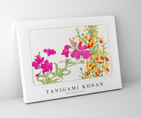 Tanigami Konan - Rose campion flower