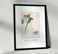 Numata Kashu - Japanese Long-tailed Tit and Pomegranate illustration from Pictorial Monograph of Birds (1885)