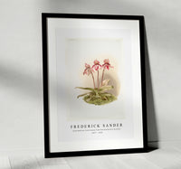 Frederick Sander - Cypripedium tautzianum from Reichenbachia Orchids-1847-1920