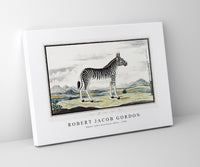 Robert Jacob Gordon - Equus zebra mountain zebra (1786)