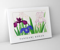 Tanigami Konan - Iris flower