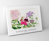 Tanigami Konan - Phlox flower