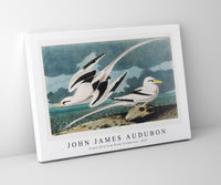 John James Audubon - Tropic Bird from Birds of America (1827)