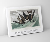 John James Audubon - Fork-tailed Petrel from Birds of America (1827)