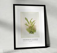 Frederick Sander - Zygopetalum wendlandi from Reichenbachia Orchids-1847-1920