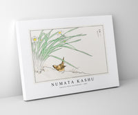 Numata Kashu - Japanese Wren and Daffodil illustration from Pictorial Monograph of Birds (1885)