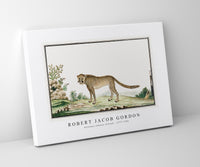 Robert Jacob Gordon - Acinonyx jubatus cheetah (1777–1786)