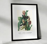 John James Audubon - Purple Grakle or Common Crow Blackbird from Birds of America (1827)