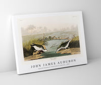 John James Audubon - Spotted Sandpiper from Birds of America (1827)