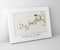 Numata Kashu - Japanese Bunting and Plum Tree illustration from Pictorial Monograph of Birds (1885)