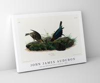 John James Audubon - Cow-pen Bird from Birds of America (1827)