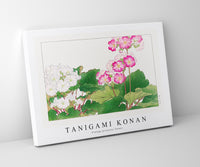 Tanigami Konan - Vintage primrose flower