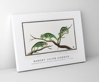 Robert Jacob Gordon - Bradypodion pumilum in three poses cape dwarf chameleon (1777–1786)