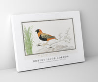 Robert Jacob Gordon - Euplectes orix southern red bishop (1777–1786)