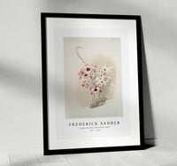 Frederick Sander - Dendrobium (hybridum) venus-1847-1920