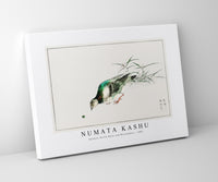 Numata Kashu - Eastern Turtle Dove and Miscanthus illustration from Pictorial Monograph of Birds (1885)