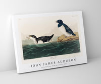 John James Audubon - Little Auk from Birds of America (1827)