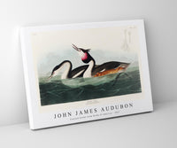 John James Audubon - Crested Grebe from Birds of America (1827)