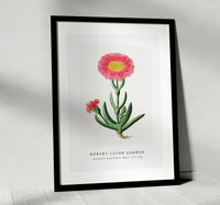 Robert Jacob Gordon - Carpobrotus quadrifidus L. Bolus (1777–1786)