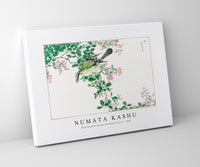 Numata Kashu - Bull-headed Shrike and Bush Clover illustration from Pictorial Monograph of Birds (1885)