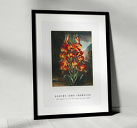 Robert John Thornton - The Superb Lily from The Temple of Flora (1807)