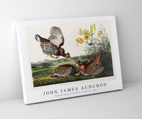 John James Audubon - Pinnated Grouse from Birds of America (1827)