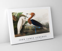 John James Audubon - Purple Heron from Birds of America (1827)