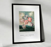 Robert John Thornton - A Group of Carnations from The Temple of Flora (1807)