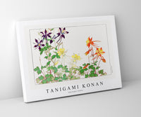 Tanigami Konan - Aquilegia flower