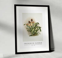 Frederick Sander - Cypripedium boxalli atratum from Reichenbachia Orchids -1847-1920