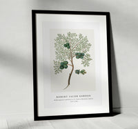 Robert Jacob Gordon - Widdringtonia nodiflora (L.) E. Powrie Mountain cypress, or Cape cedar (1777–1786)