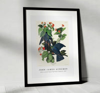 John James Audubon - White-crowned Pigeon from Birds of America (1827)