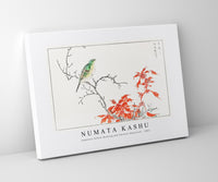 Numata Kashu - Japanese Yellow Bunting and Chinese Amaranth illustration from Pictorial Monograph of Birds (1885)