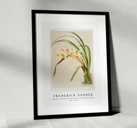 Frederick Sander - Cymbidium (hybridum) winnianum from Reichenbachia Orchids-1847-1920